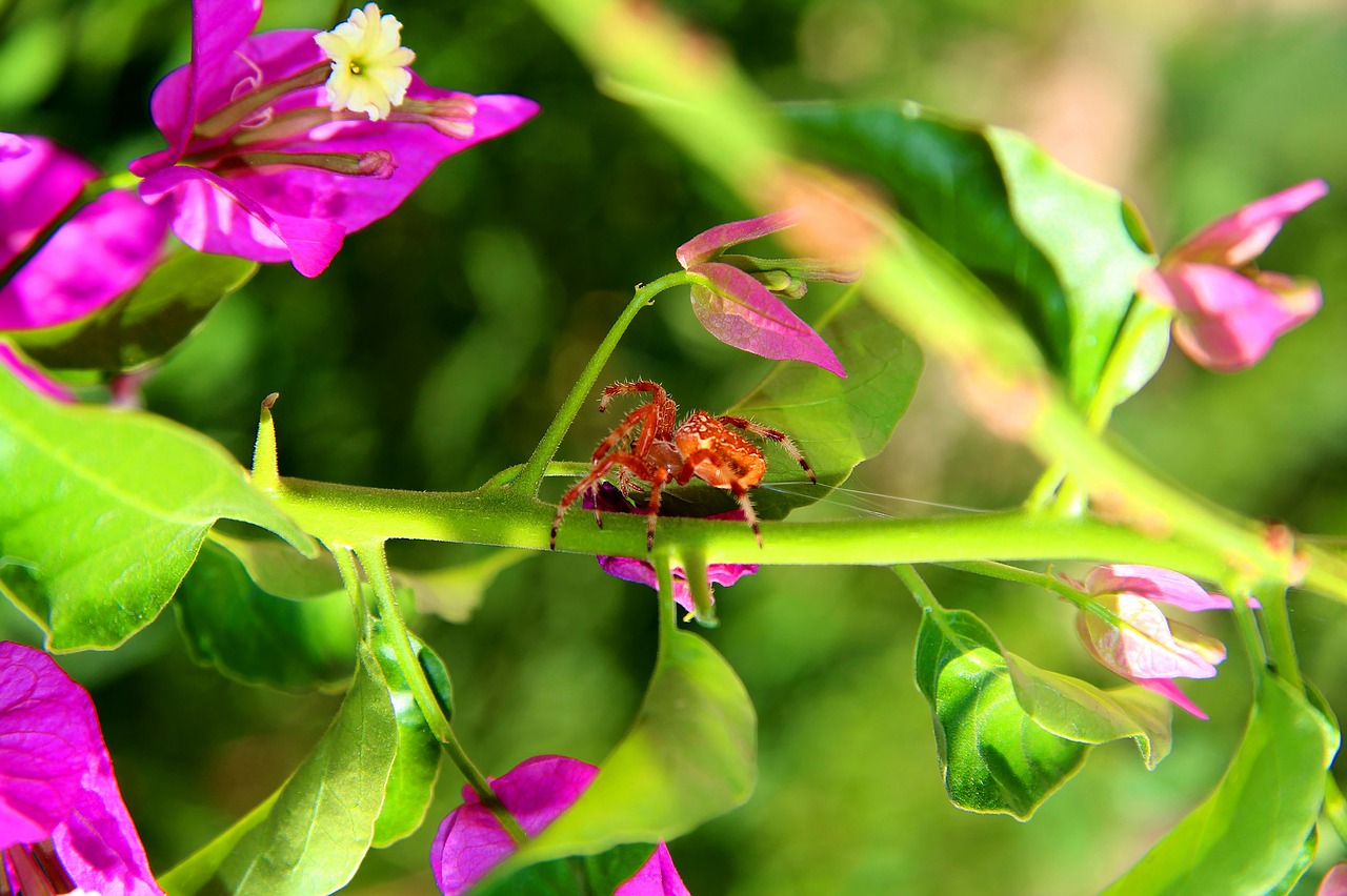 nature  spider  net free photo