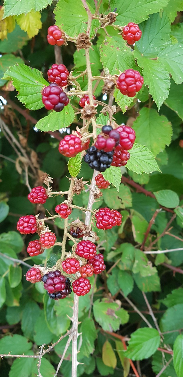 nature  blackberries  fruit free photo