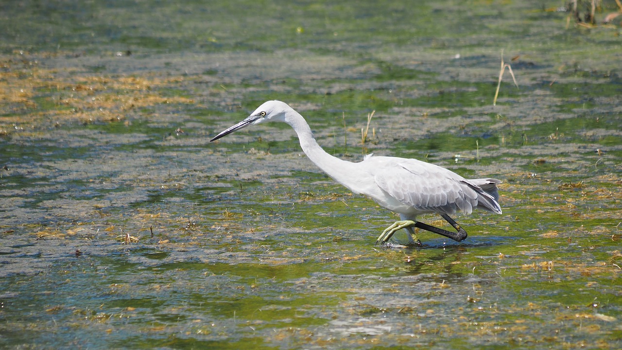 nature  birds  egret free photo