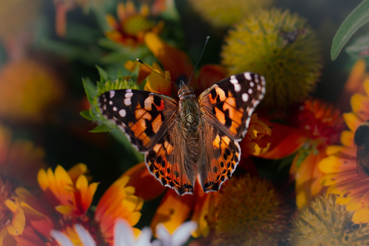 nature  butterfly  peacock free photo