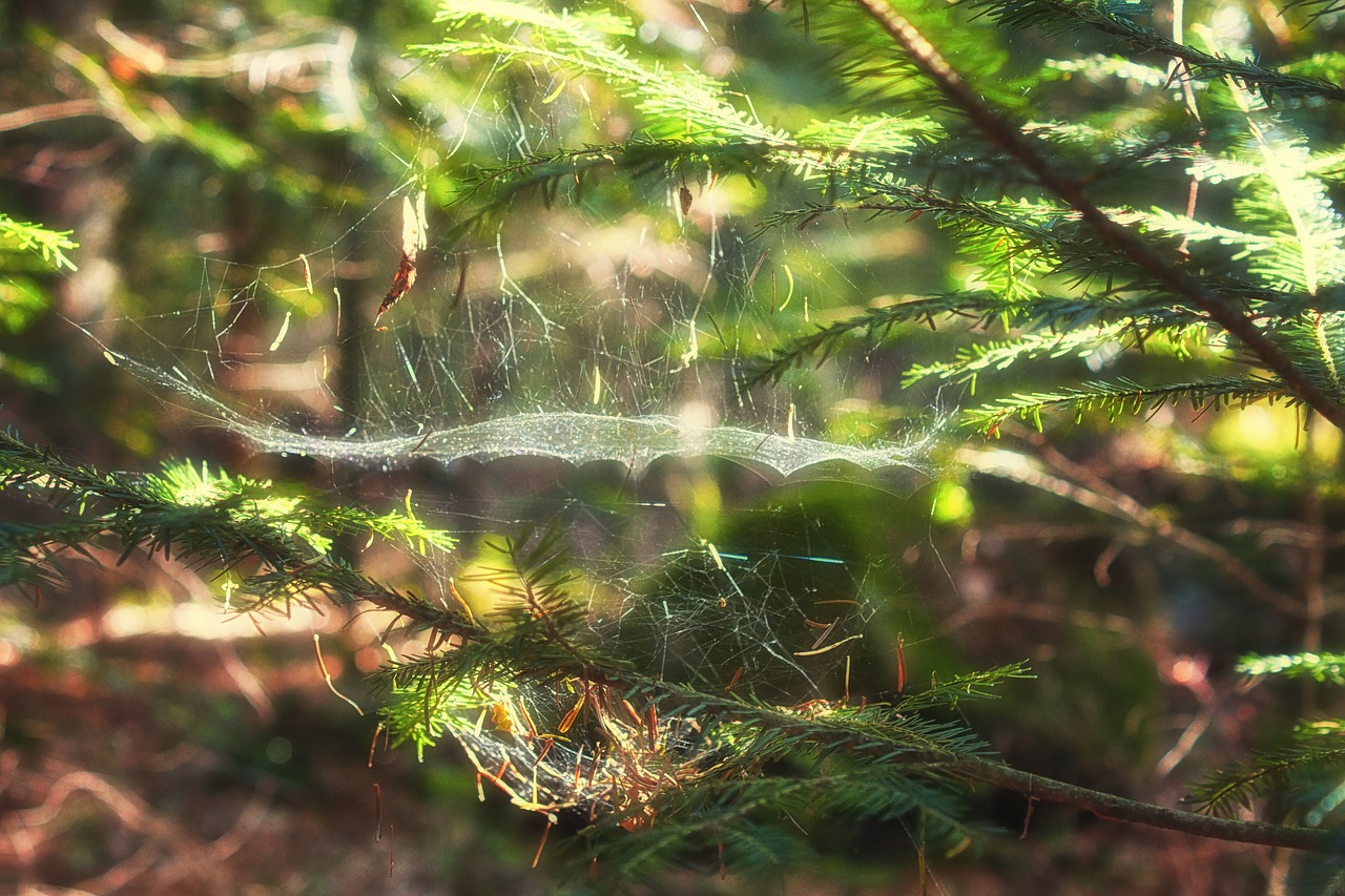 nature  sunbeam  forest free photo