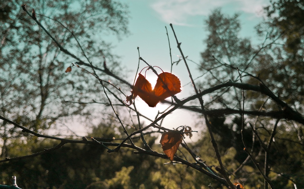 nature  leaf  green free photo