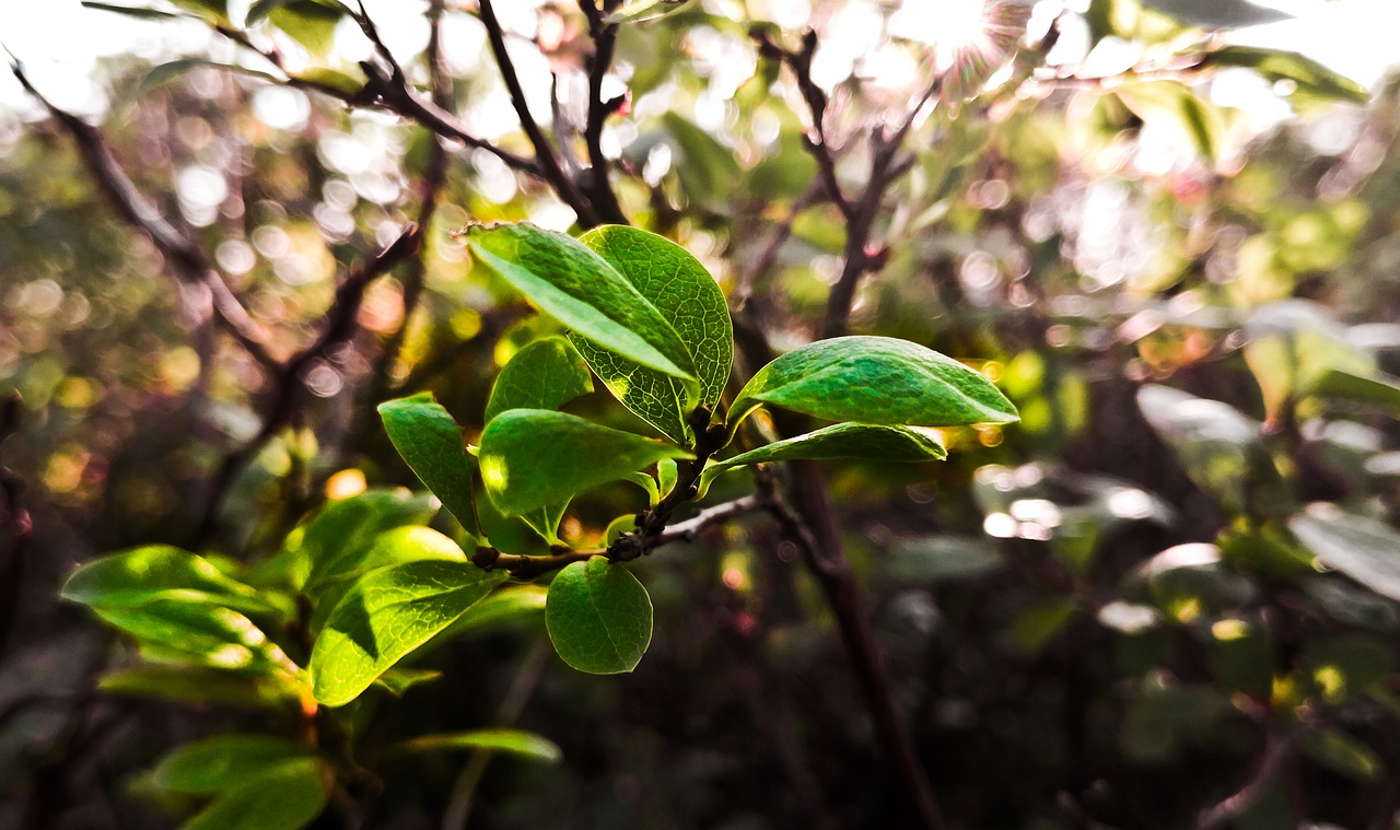 nature  leaf  green free photo