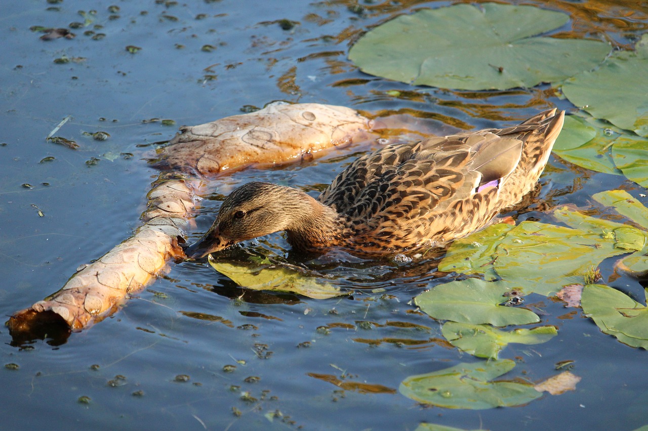 nature  duck  animal free photo