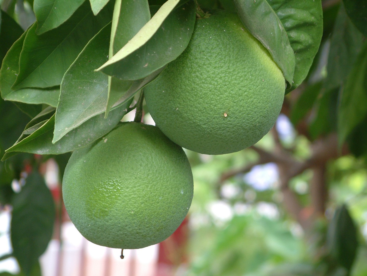 nature  fruit  tree free photo