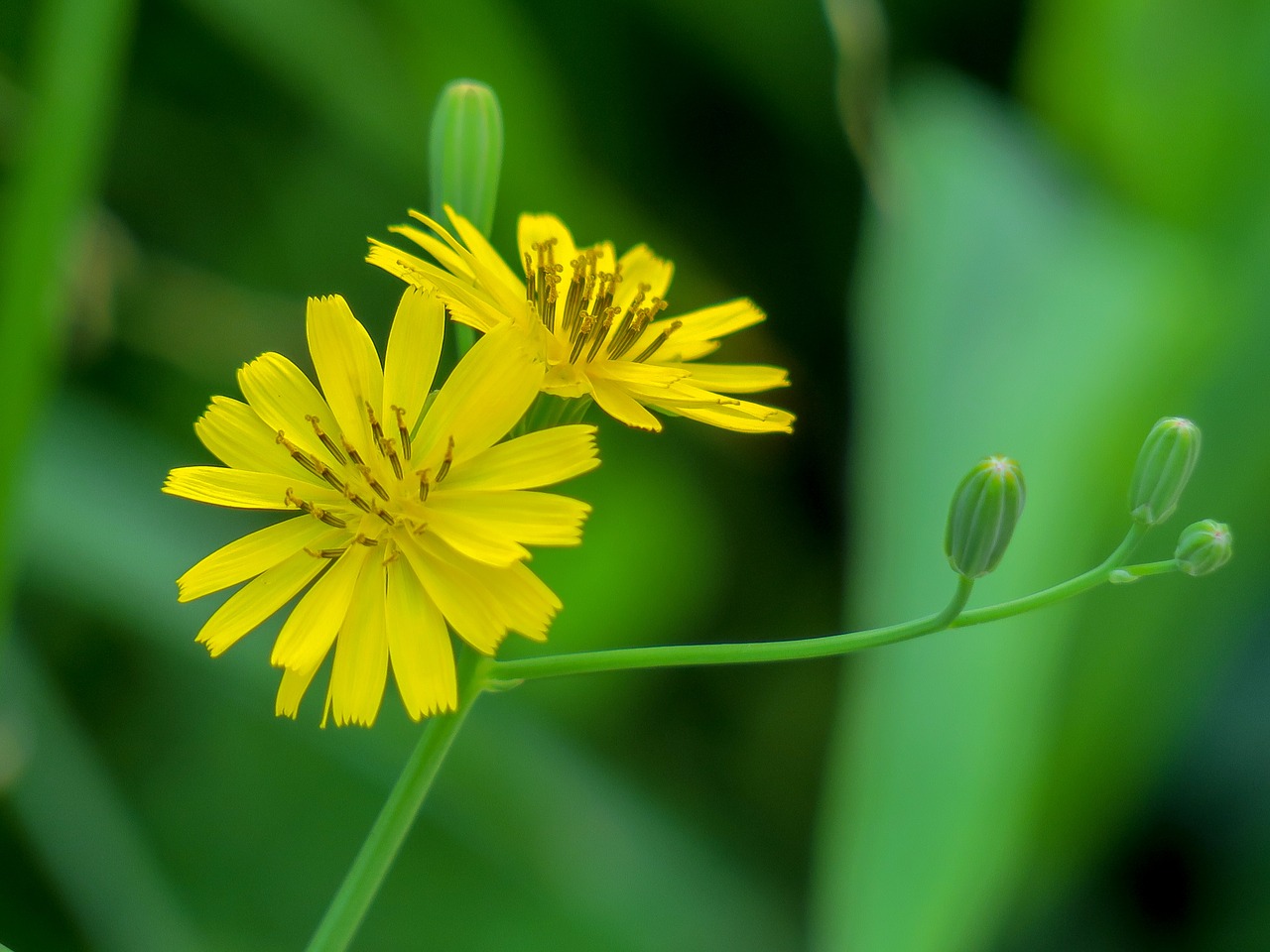 nature  plant  flower free photo