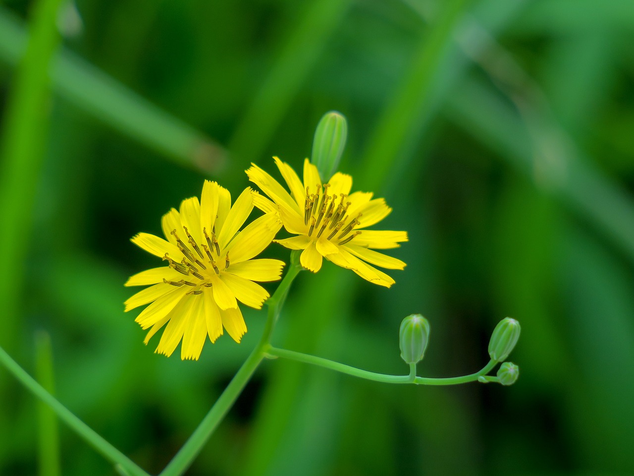 nature  plant  flower free photo