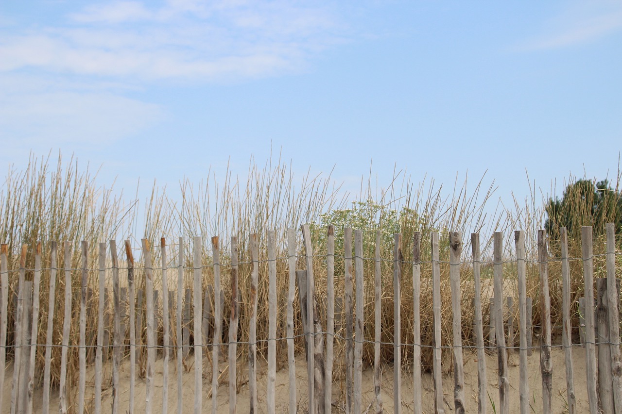 nature  beach  dunes free photo