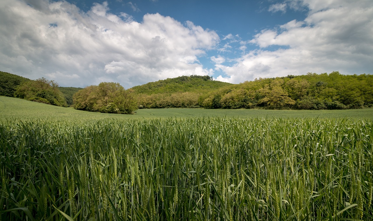 nature  field  fields free photo