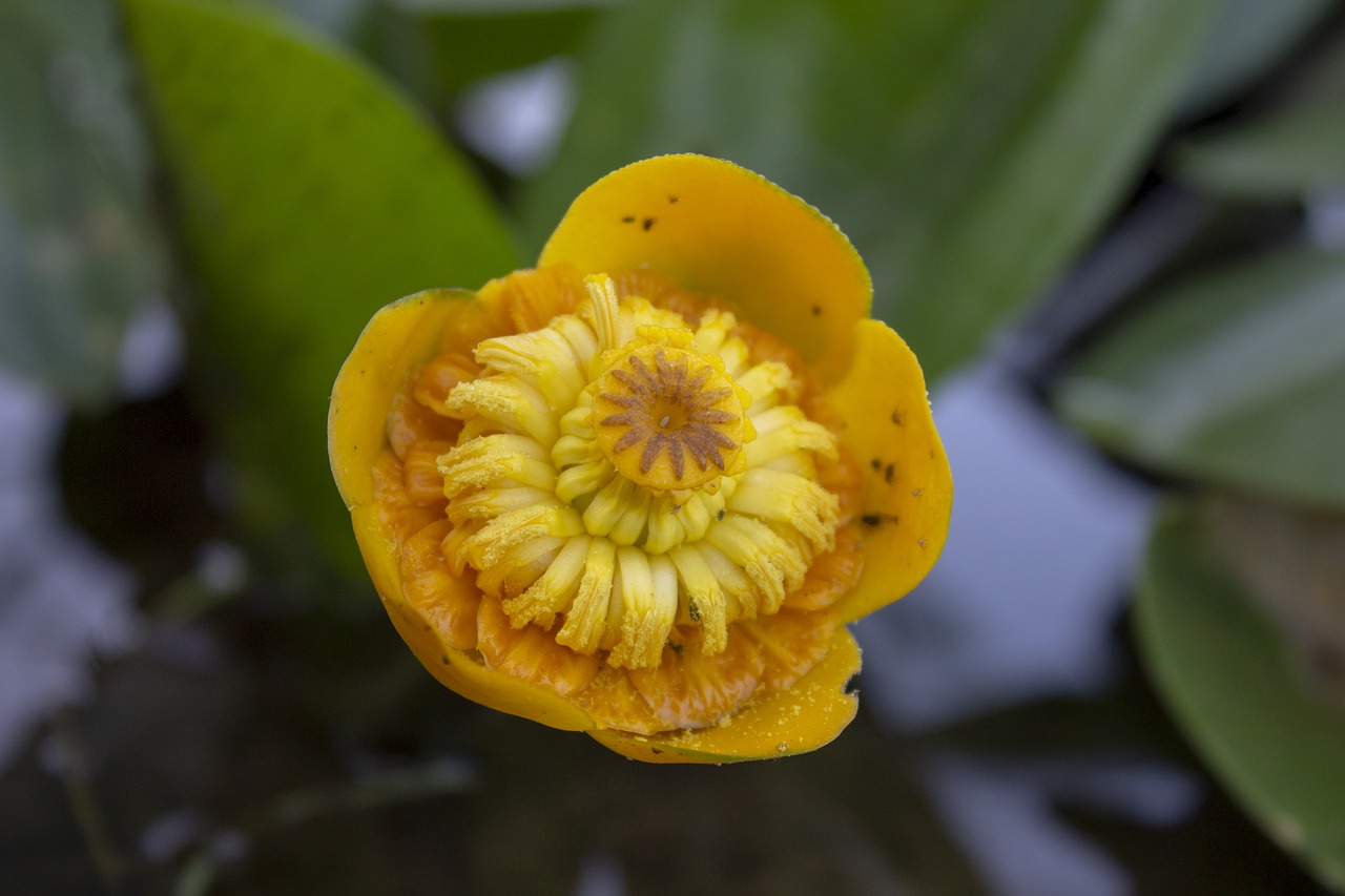 nature  water lily  flower free photo