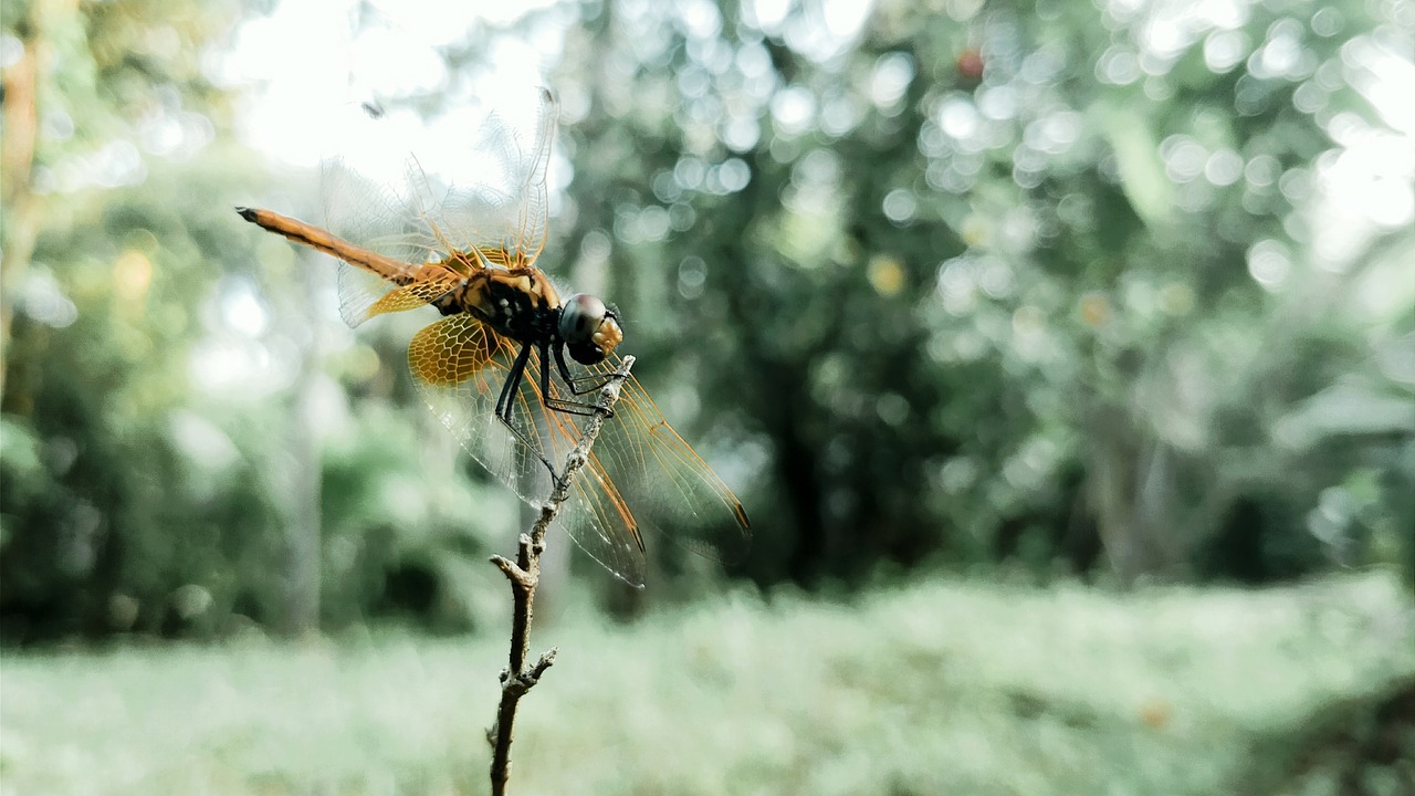 nature  green  forest free photo