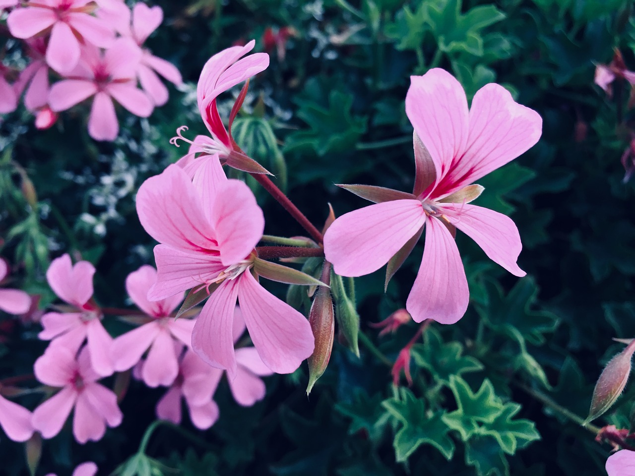 nature  purple  pink free photo