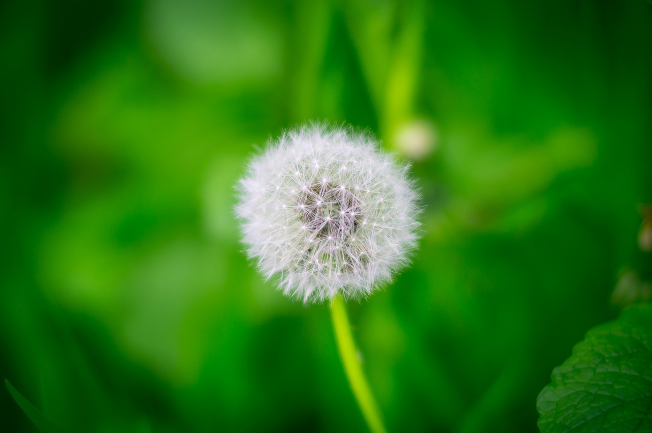 nature  background  plant free photo