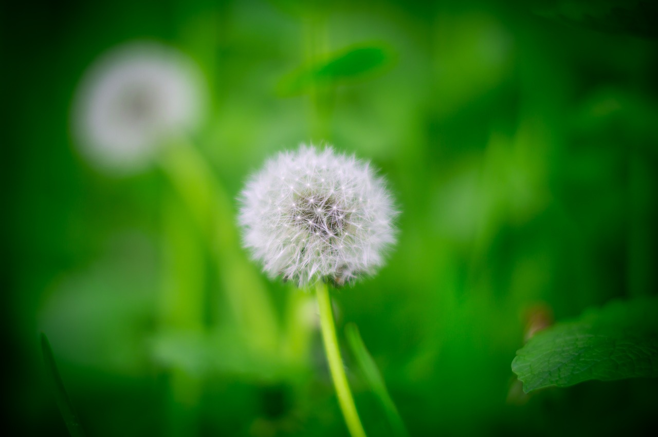 nature  background  green free photo