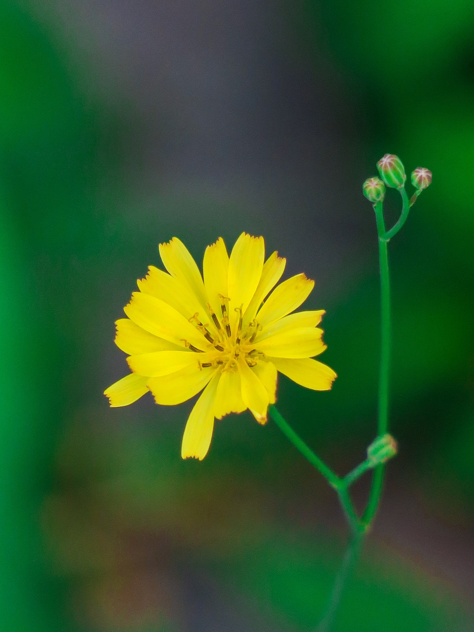 nature  plant  flower free photo