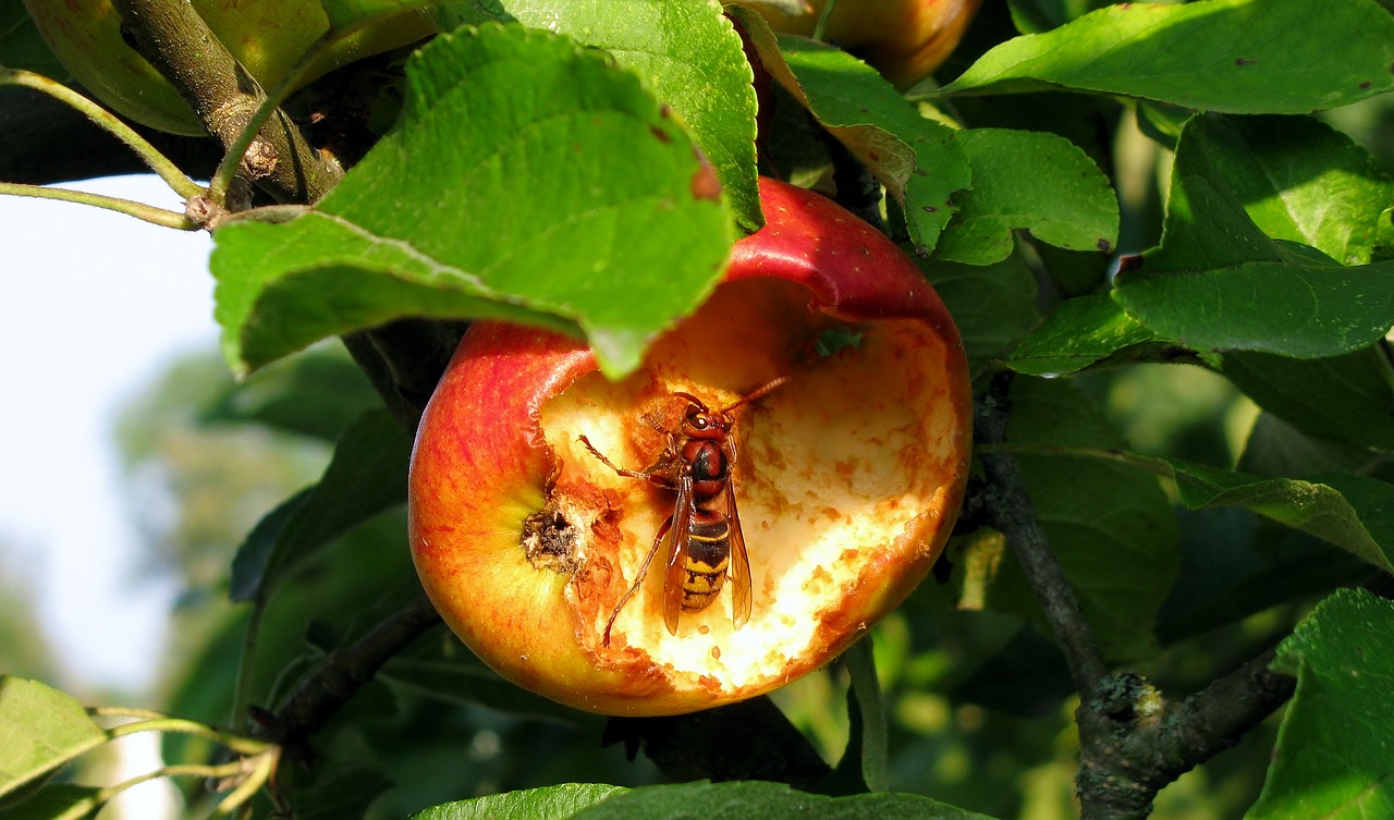 nature  hornet  close up free photo