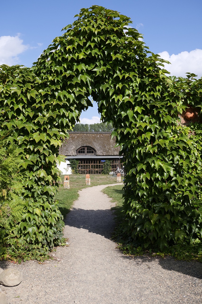 nature  hedge  goal free photo