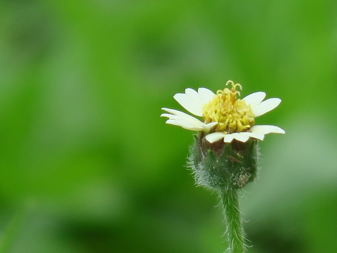 nature  flower  leaf free photo