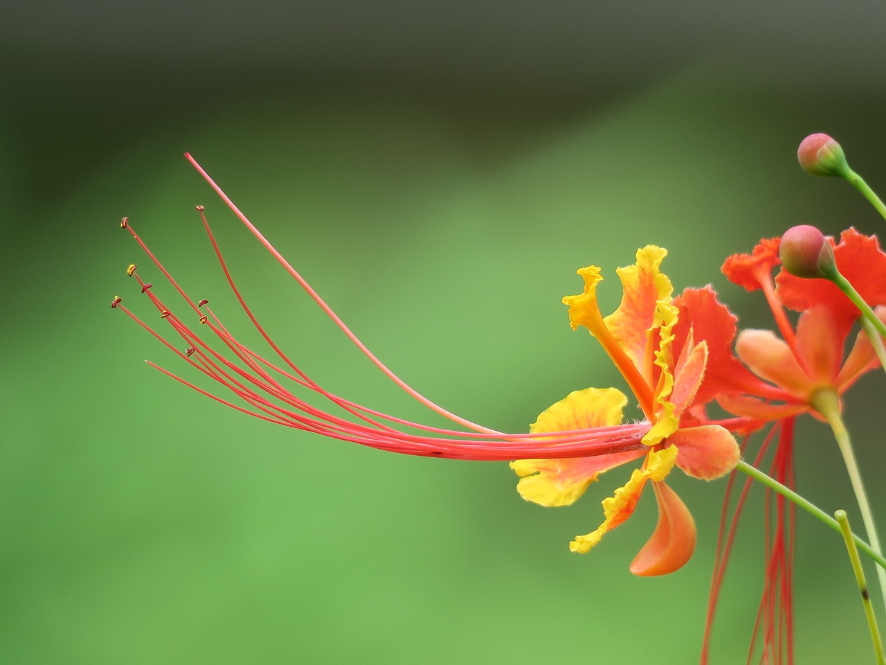 nature  flower  leaf free photo