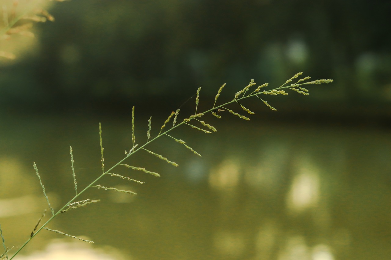 nature  blur  tree free photo