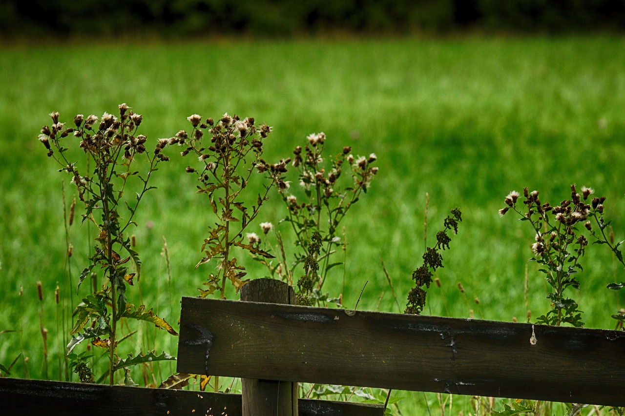 nature  wild flower  fence free photo