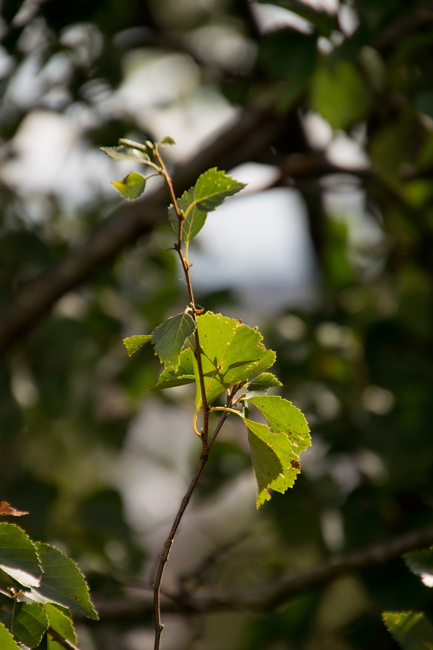 nature  leaf  green free photo