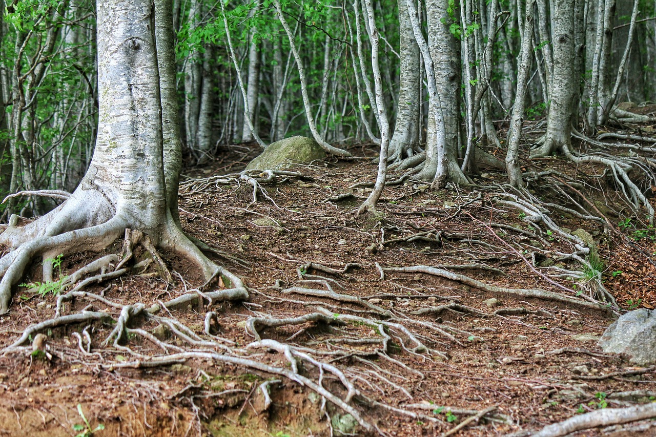 nature roots trees free photo