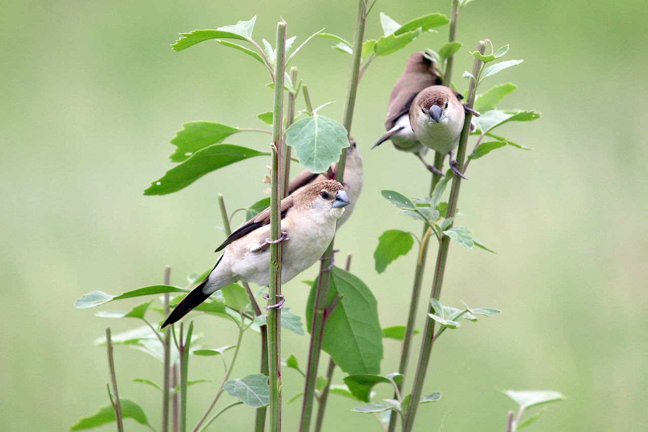 nature  birds  green free photo