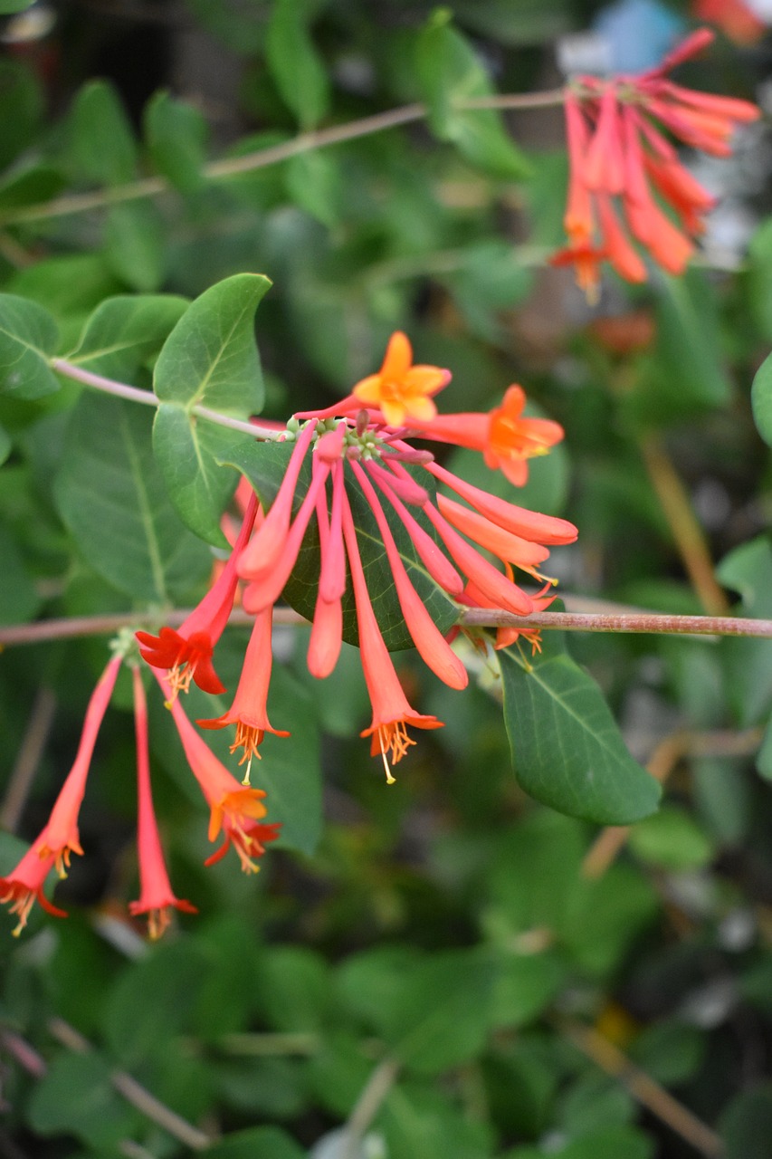 nature  flower  outdoor free photo