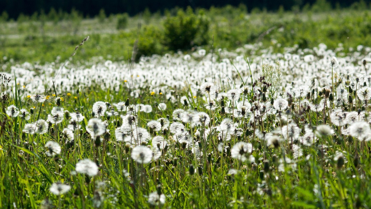 nature field dandelions free photo