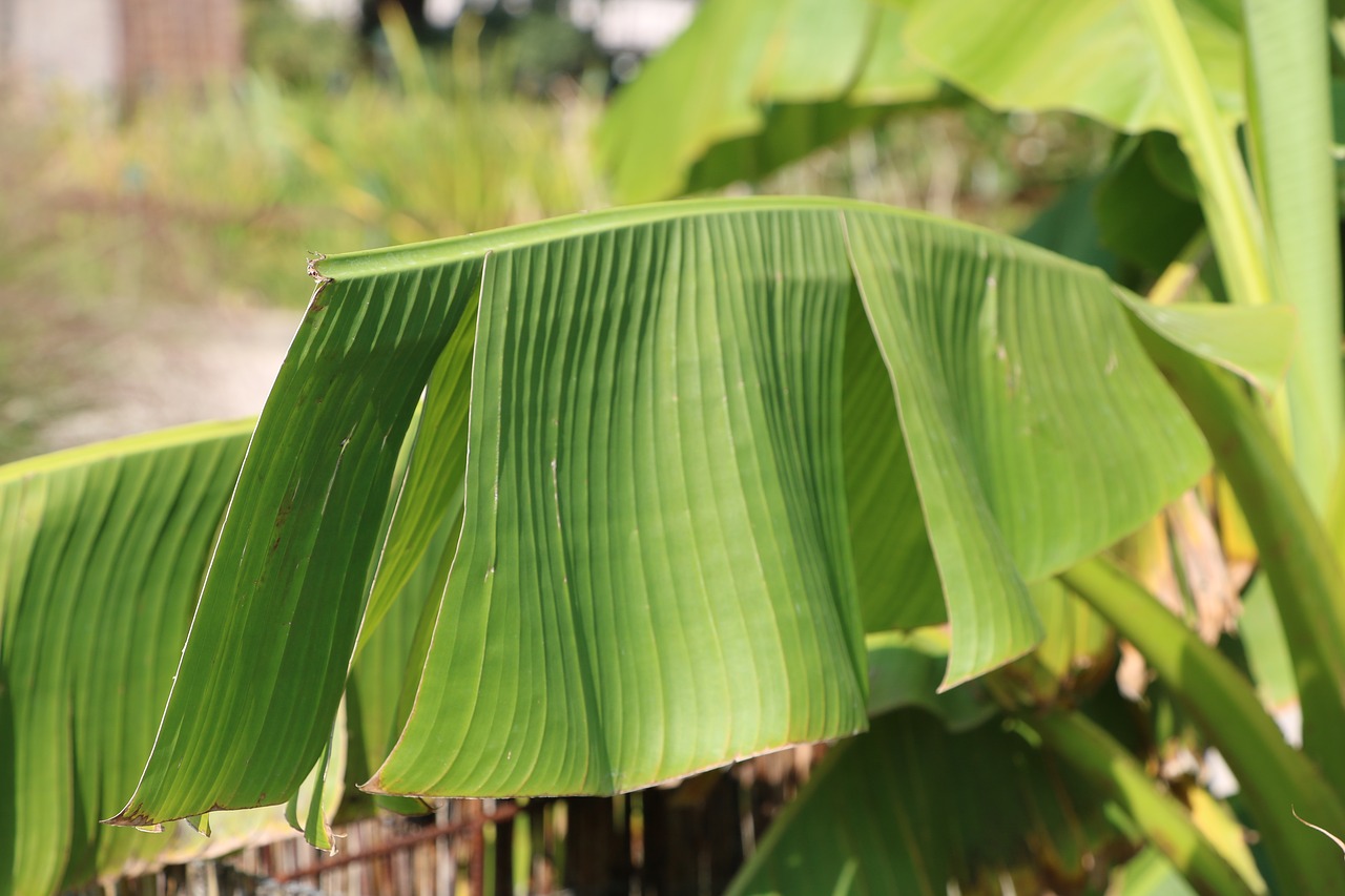 nature  green  leaves free photo