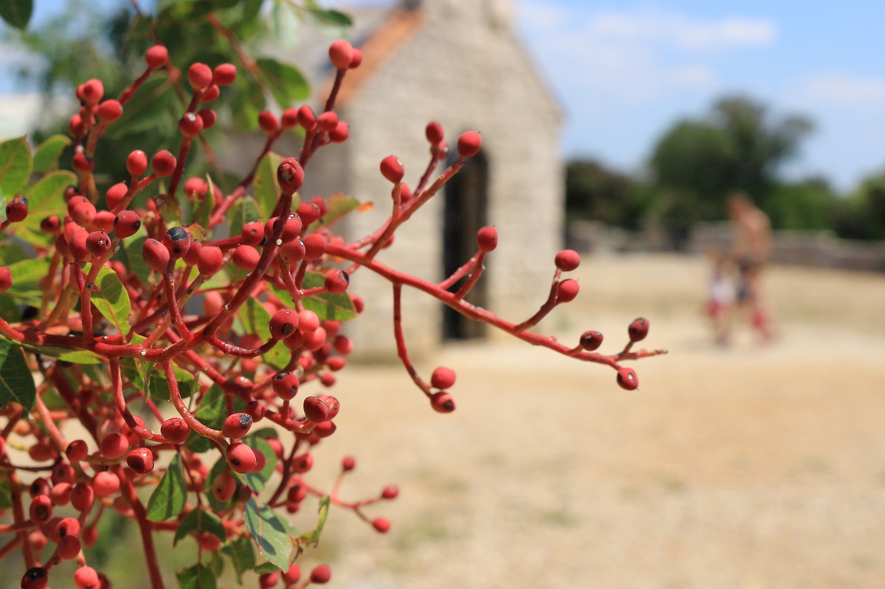 nature  church  architecture free photo