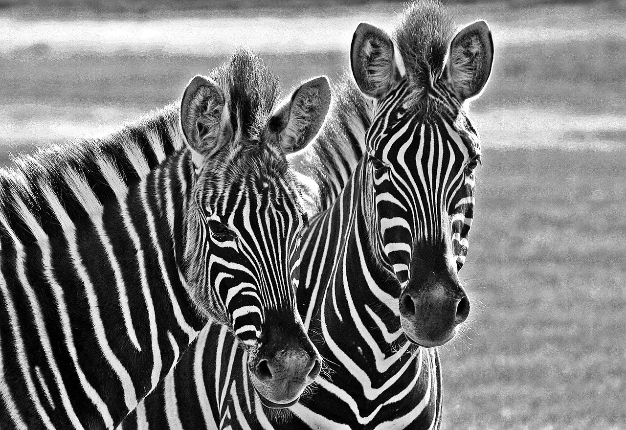 nature  zebra  africa free photo