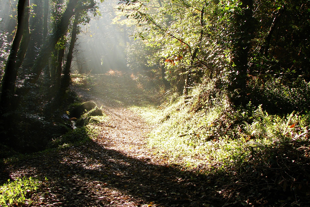 nature forest path free photo