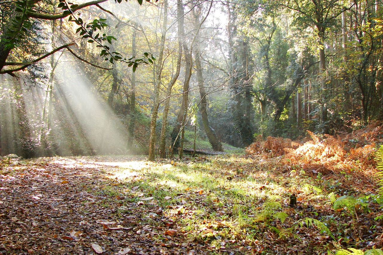 nature forest hiking free photo