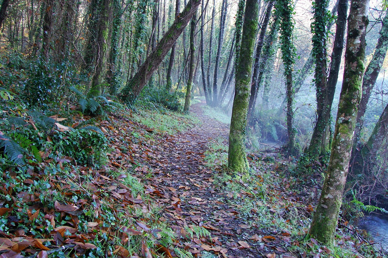 nature forest hiking free photo