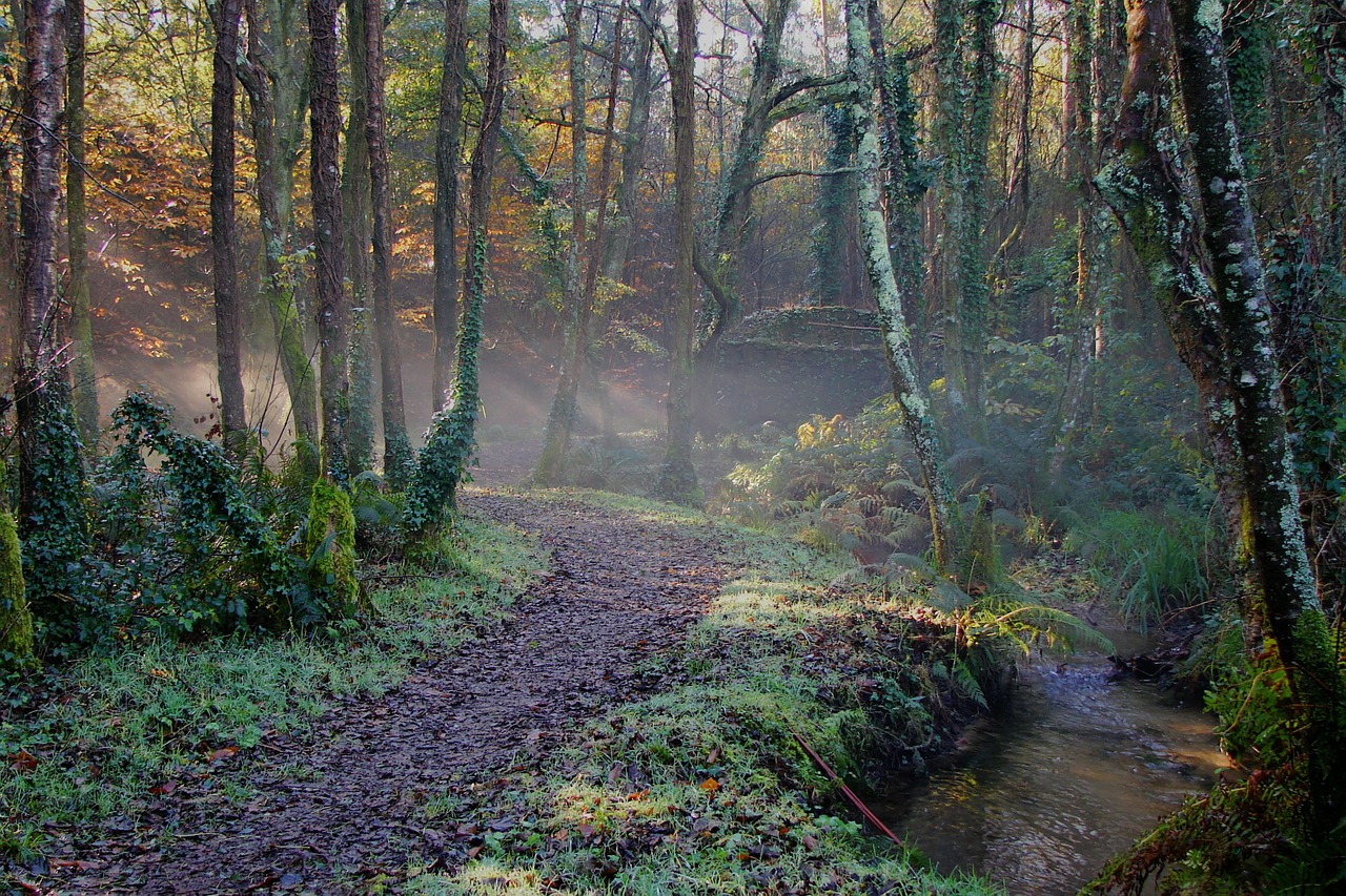 nature forest hiking free photo