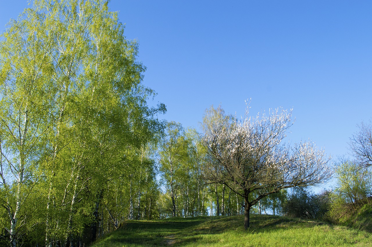 nature  landscape  spring free photo