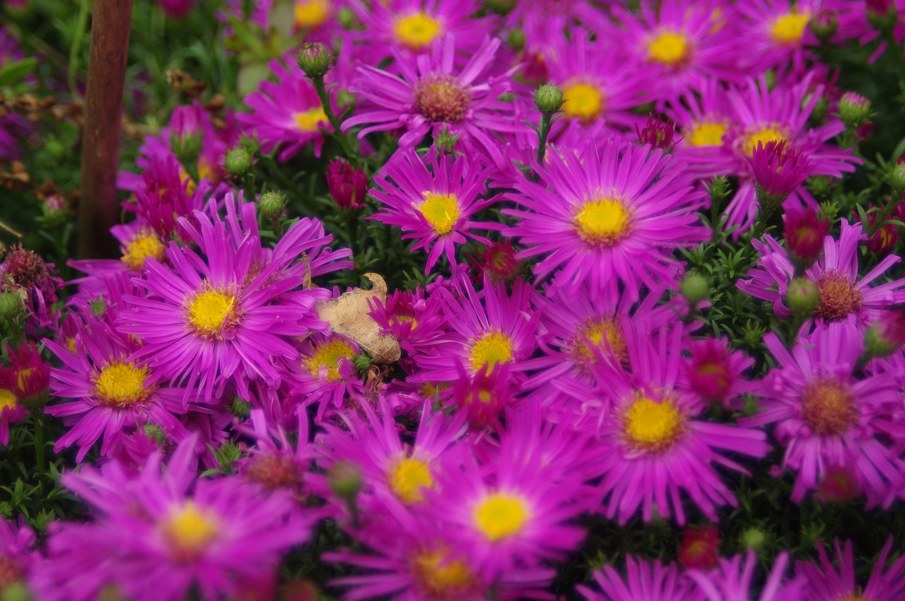 nature  flowers  summer free photo