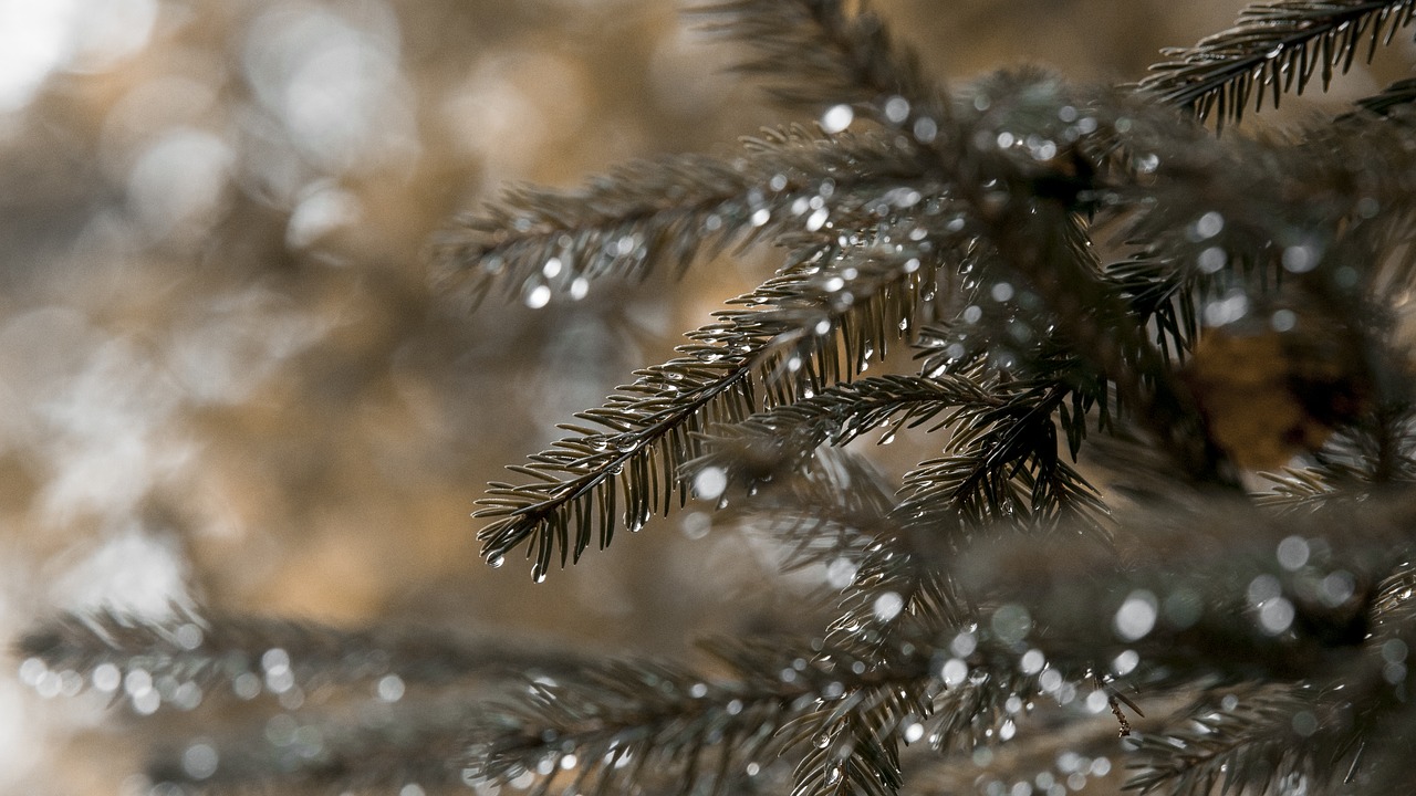 nature  forest  tree free photo