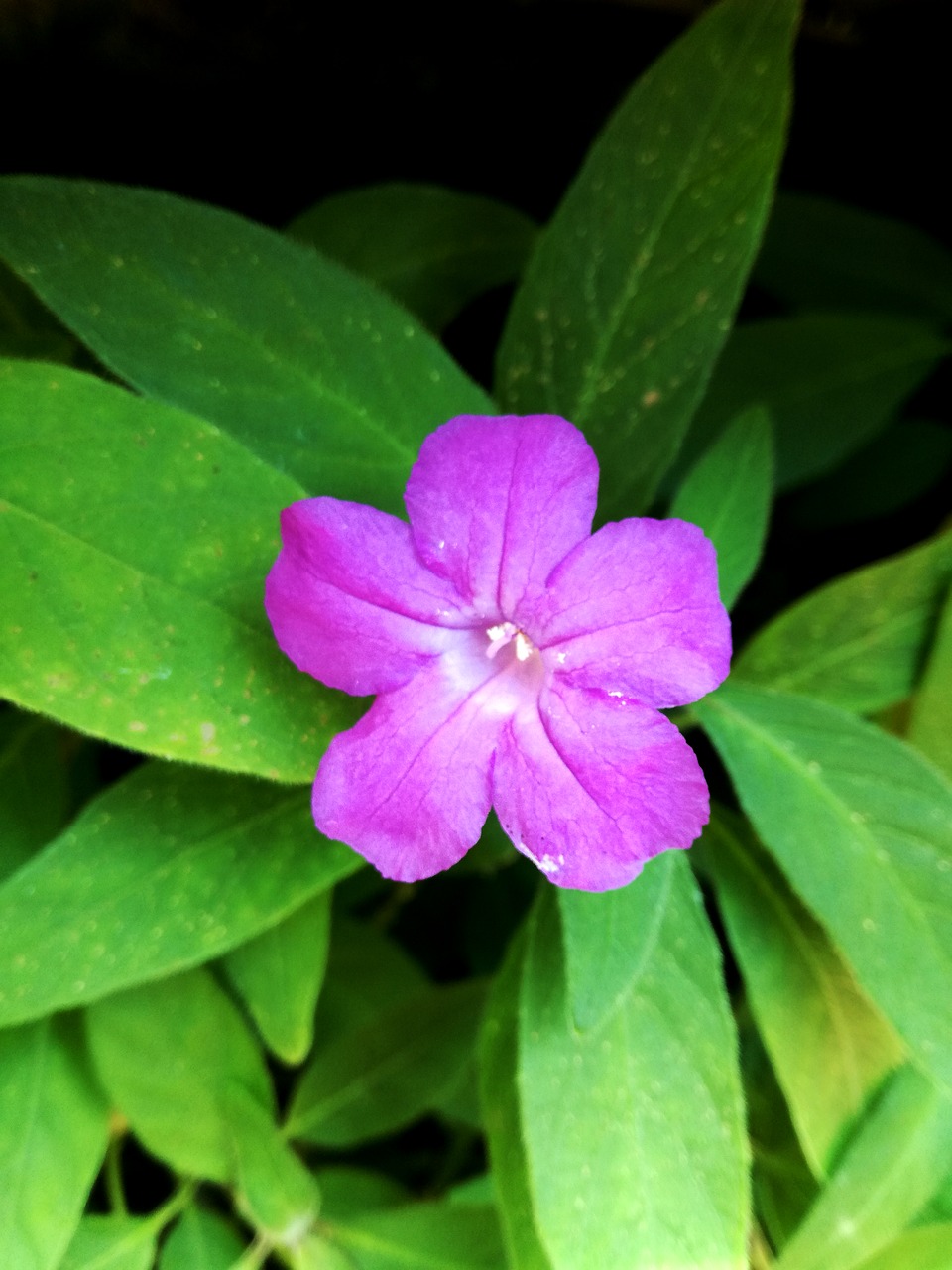 nature  flower  purple free photo