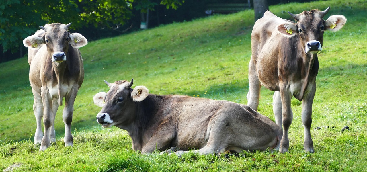 nature  agriculture  cows free photo