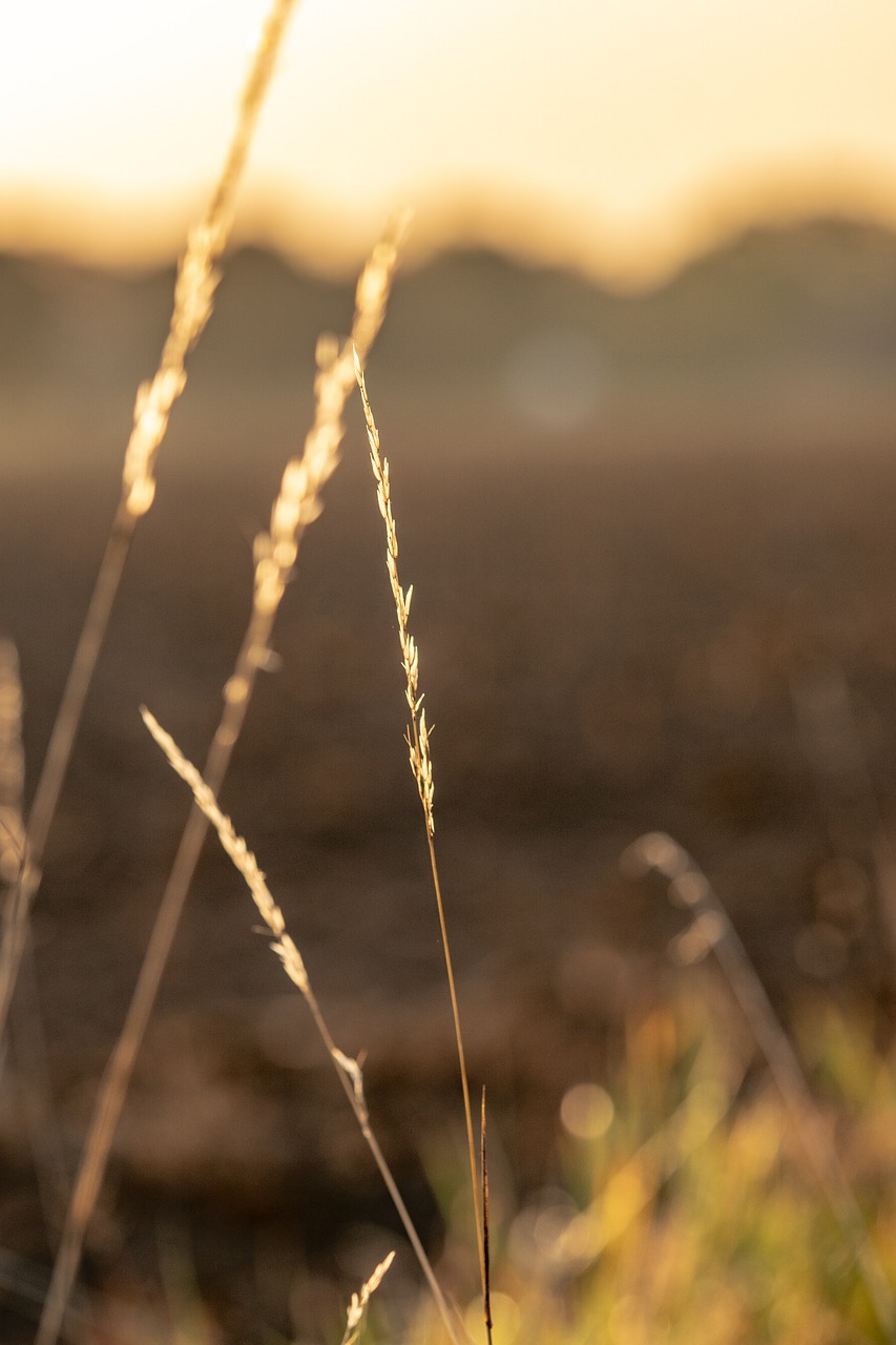 nature  grass  landscape free photo