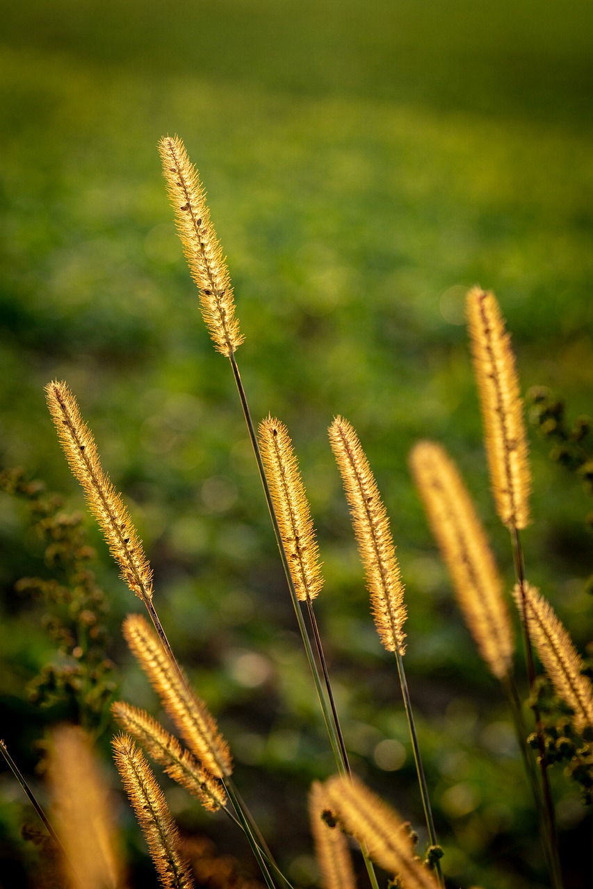 nature  grass  landscape free photo