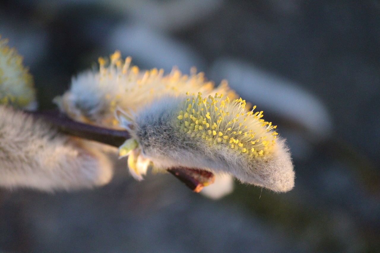 nature  blossom  bloom free photo