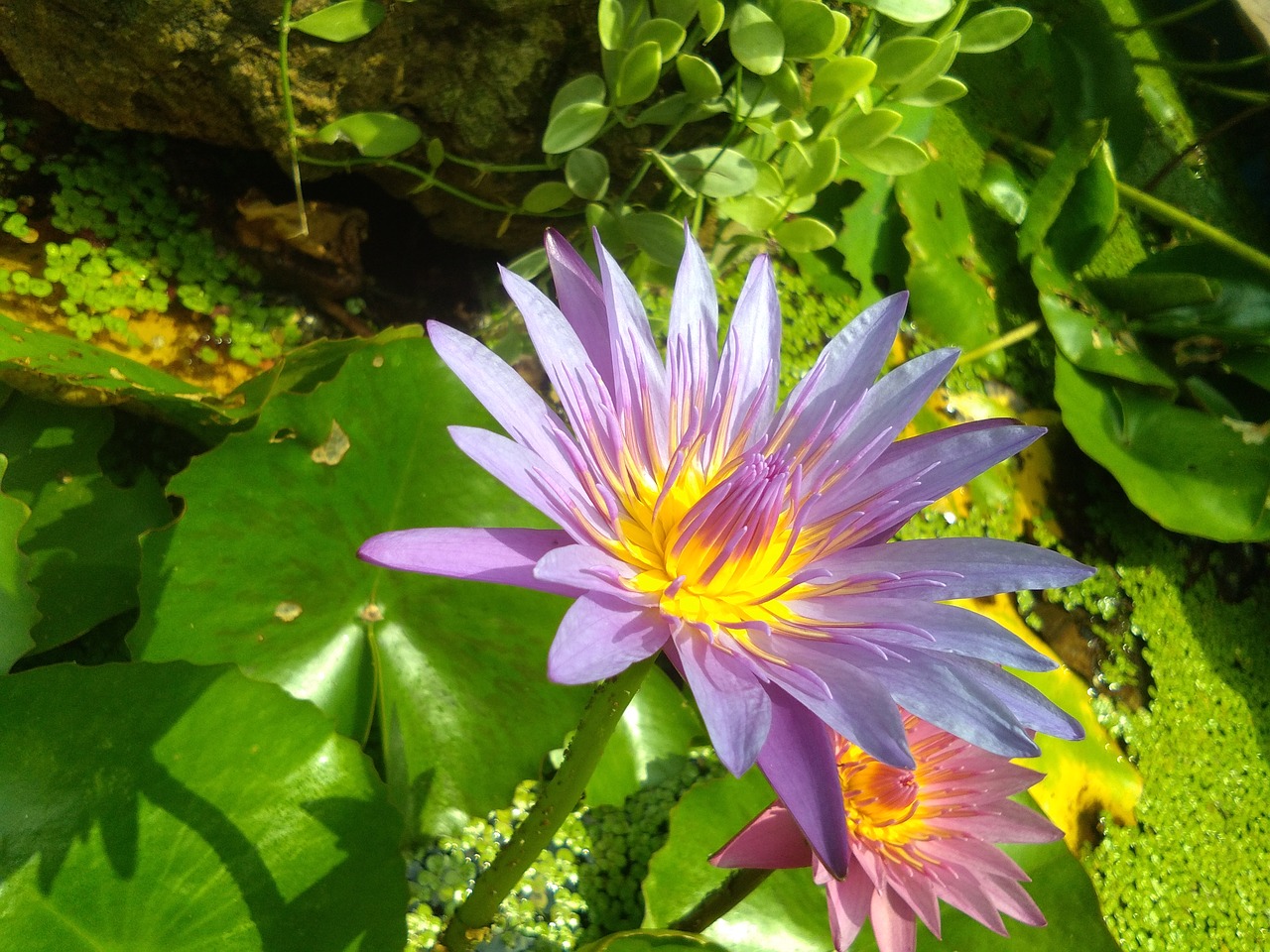 nature  lotus  flower free photo