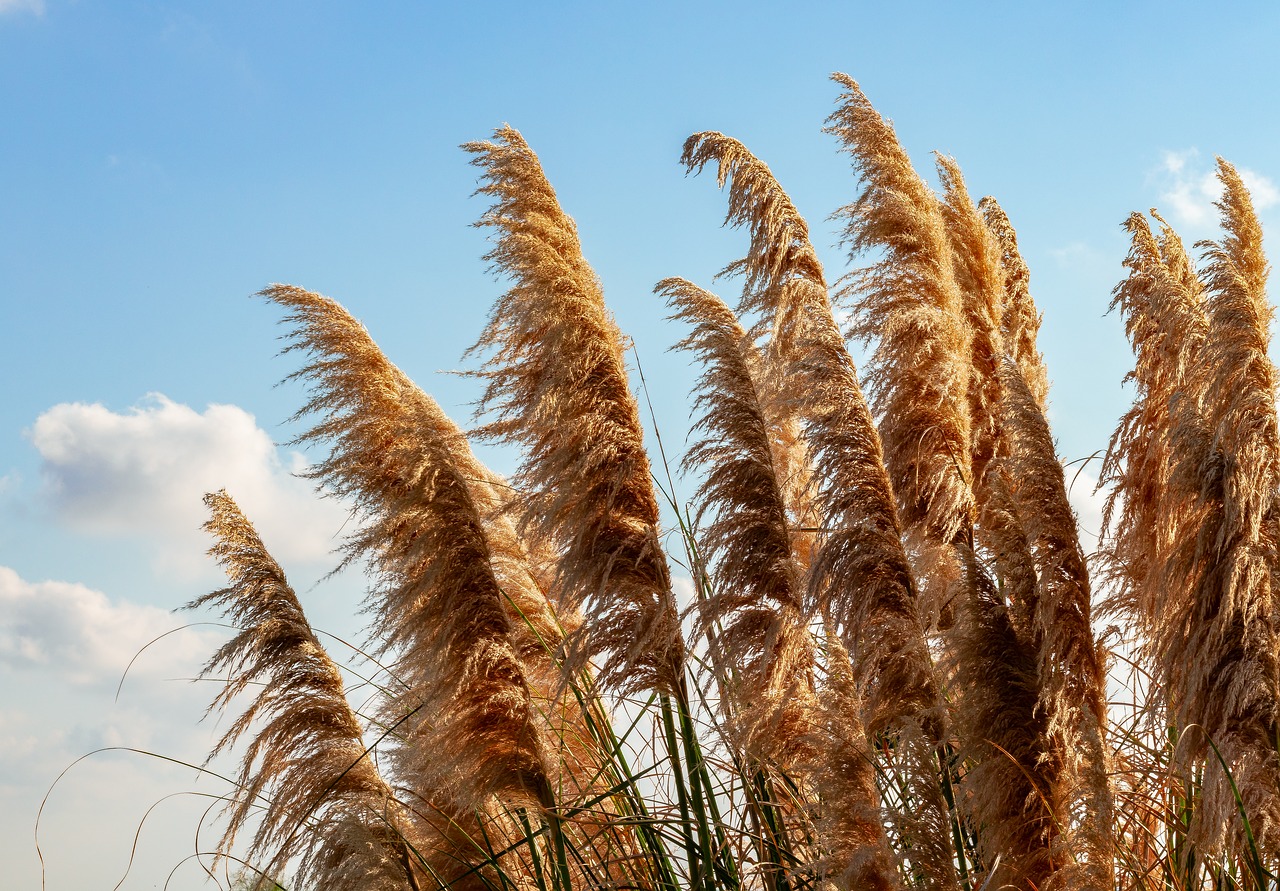 nature  plant  reeds free photo