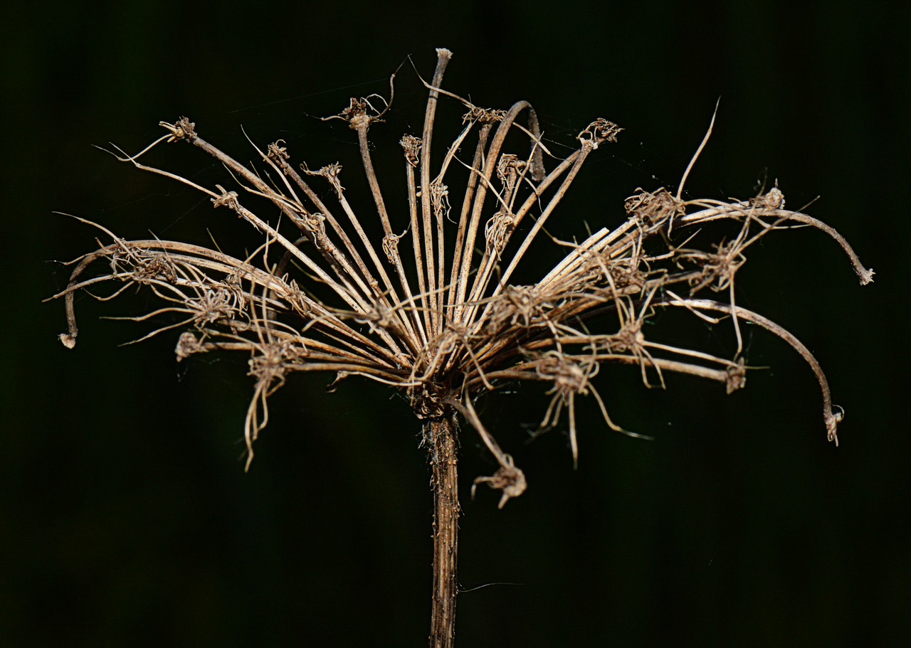 nature flower dried flower free photo