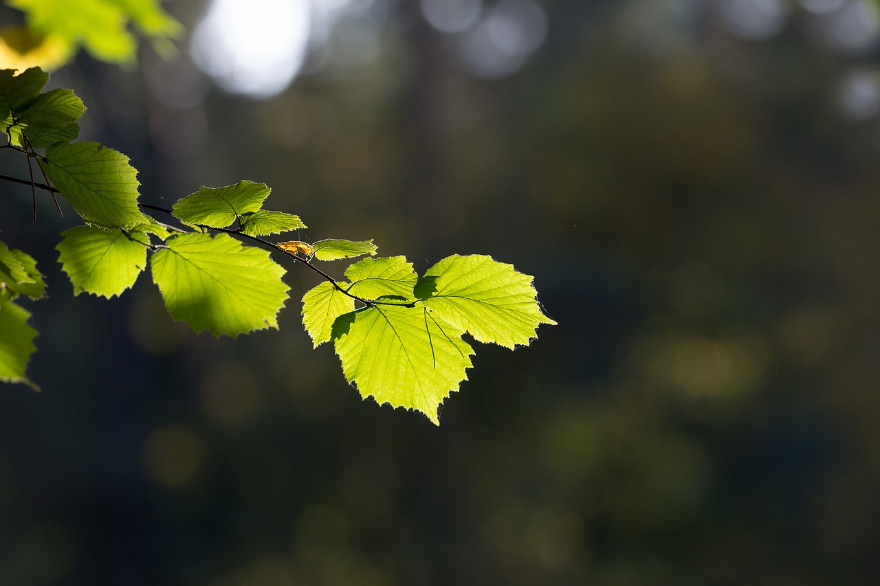 nature  autumn  branch free photo