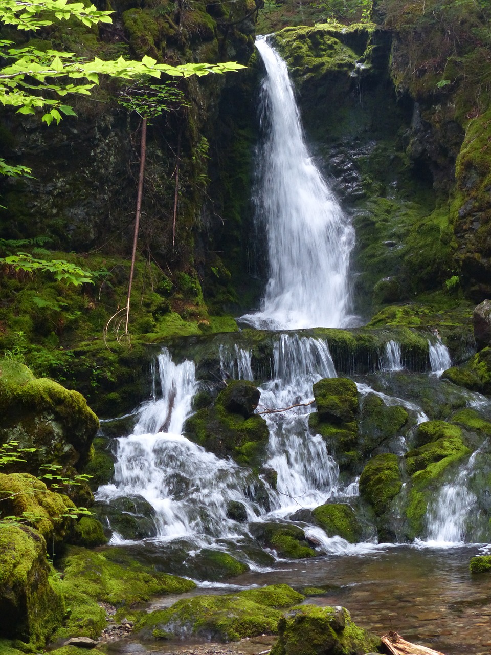 nature  forest  waterfall free photo